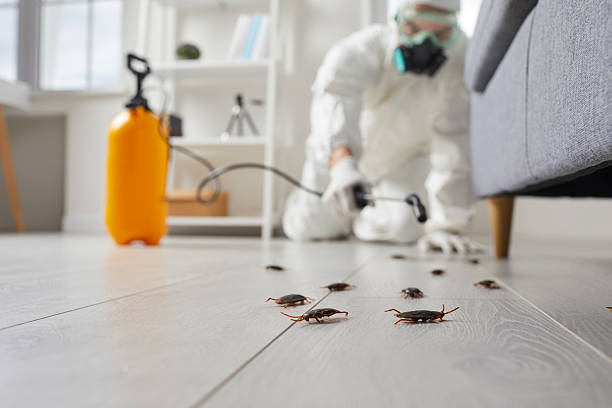 Post-Treatment Bed Bug Interceptor Monitoring in Payson